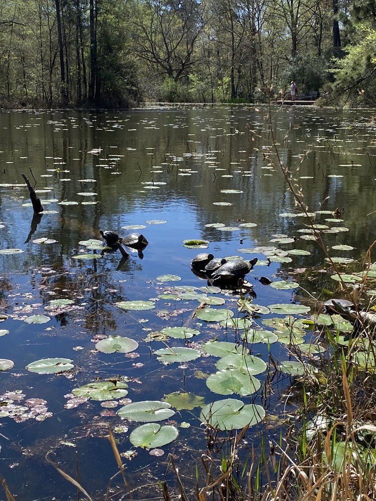 Tranquil pond filled with Lilli pads and turtles basking in the sun - Houston Arboretum near Alexan River Oaks